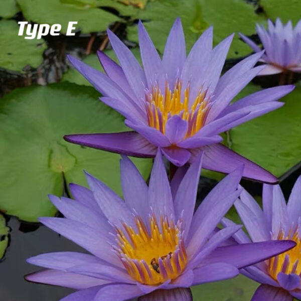 蓮花 Waterlily (Nymphaea tetragona)：圖片 5