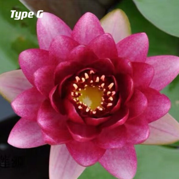 蓮花 Waterlily (Nymphaea tetragona)：圖片 7