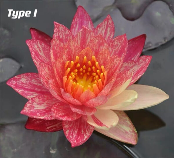 蓮花 Waterlily (Nymphaea tetragona)：圖片 9