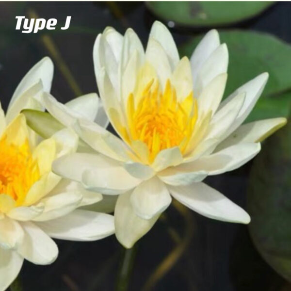 蓮花 Waterlily (Nymphaea tetragona)：圖片 10