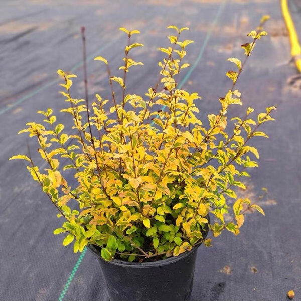 日本女貞 Wax-leaf privet (Ligustrum japonicum 'Howardii')