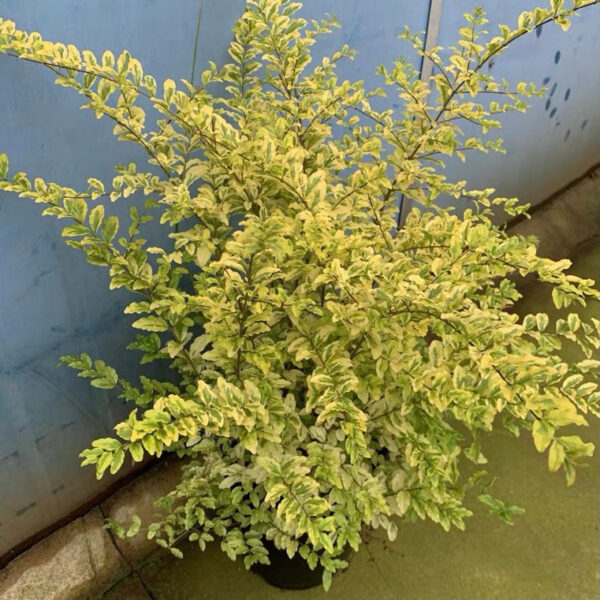 日本女貞 Wax-leaf privet (Ligustrum japonicum 'Howardii')：圖片 5