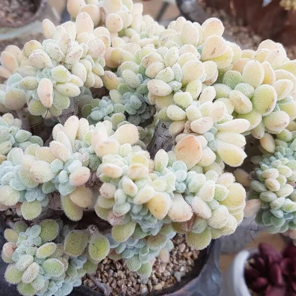雪錦星石蓮花 Crested Firecracker Plant (Echeveria pulvinata 'Frosty crested') (直徑4-5cm)：圖片 3