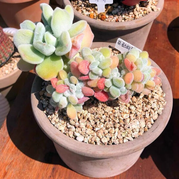 雪錦星石蓮花 Crested Firecracker Plant (Echeveria pulvinata 'Frosty crested') (直徑4-5cm)