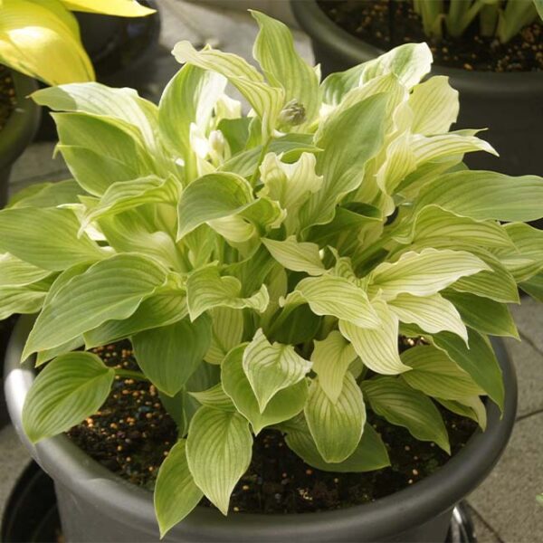 玉簪花 White Feather Hosta：圖片 2