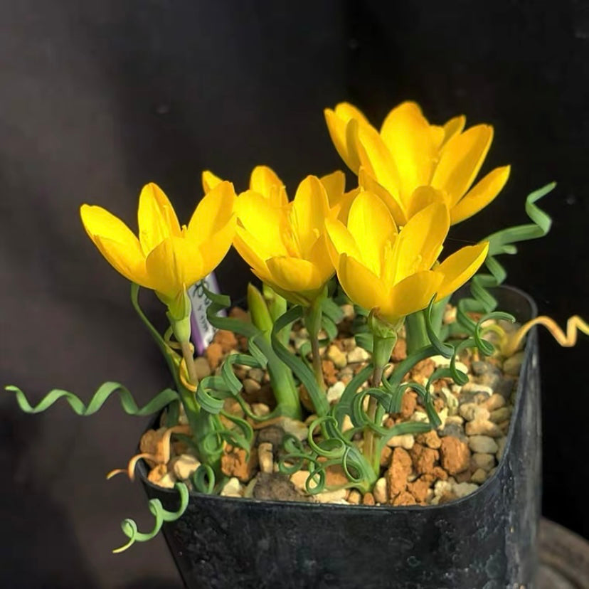 酒杯花 Tuber Wine cup (Geissorhiza corrugata)：圖片 2