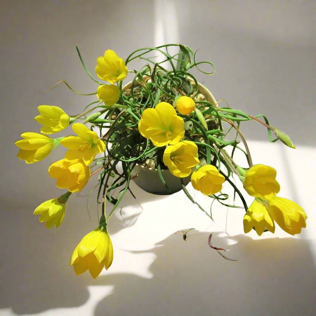 酒杯花 Tuber Wine cup (Geissorhiza corrugata)