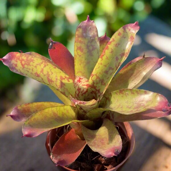 五彩鳳梨屬 Winnie the pooh (Bromeliad Neoregelia)