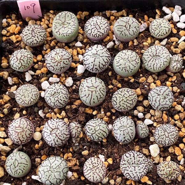 墨小錐 Conophytum wittebergense：圖片 2