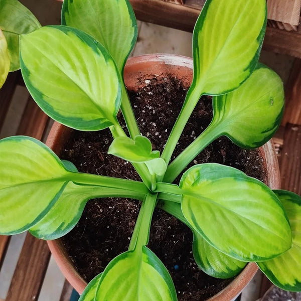 玉簪花 Guacamole Hosta:圖片 2