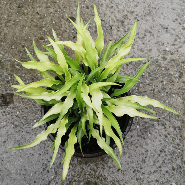 玉簪花 Curly Fries Hosta:圖片 2