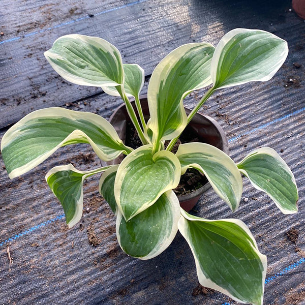 玉簪花 Hosta 'Margaret eyre'：圖片 2