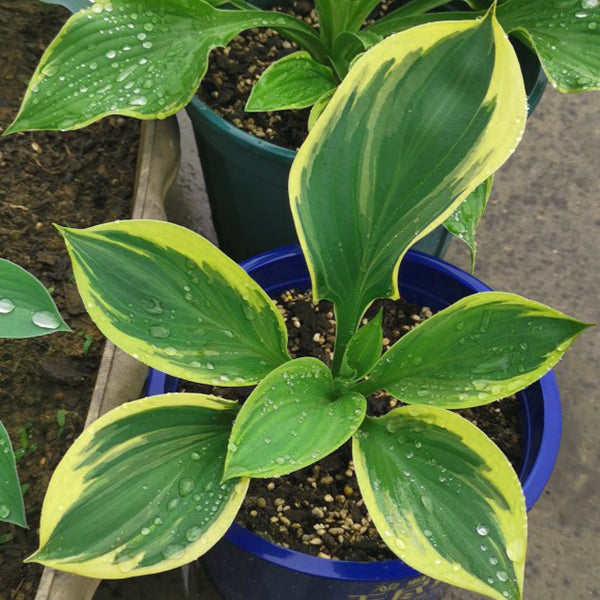 玉簪花 Amazing Grace Hosta:圖片 2