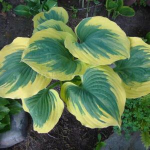 玉簪花 Freedom Hosta