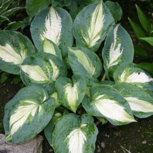 玉簪花 Hudson Bay Hosta