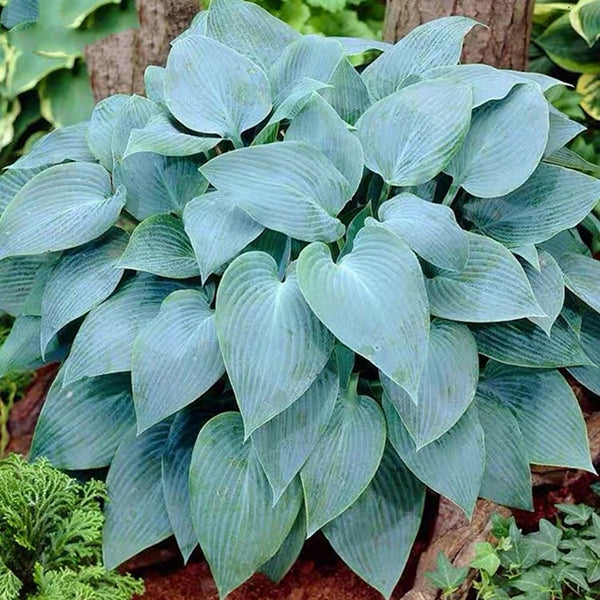 玉簪花 Fragrant Blue Hosta：圖片 2