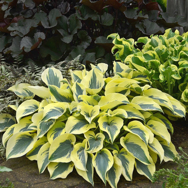 玉簪花 Virginia Reel Hosta:圖片 2