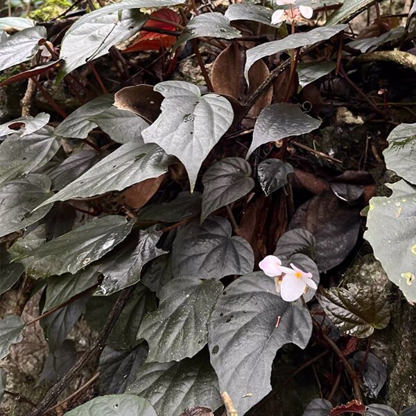 烏葉秋海棠 Begonia ornithophylla