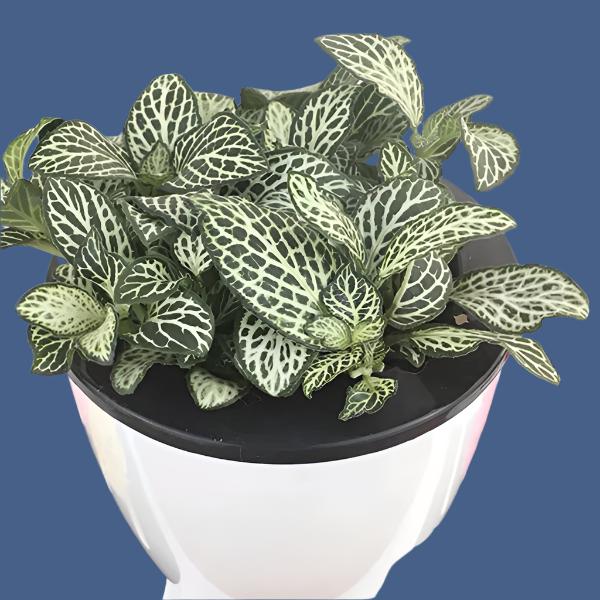 白網紋草 Fittonia Albivenis