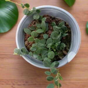 騰沖球蘭/毬蘭 Hoya tengchongensis