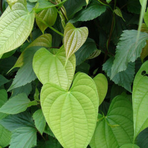黃獨 Dioscorea bulbifera