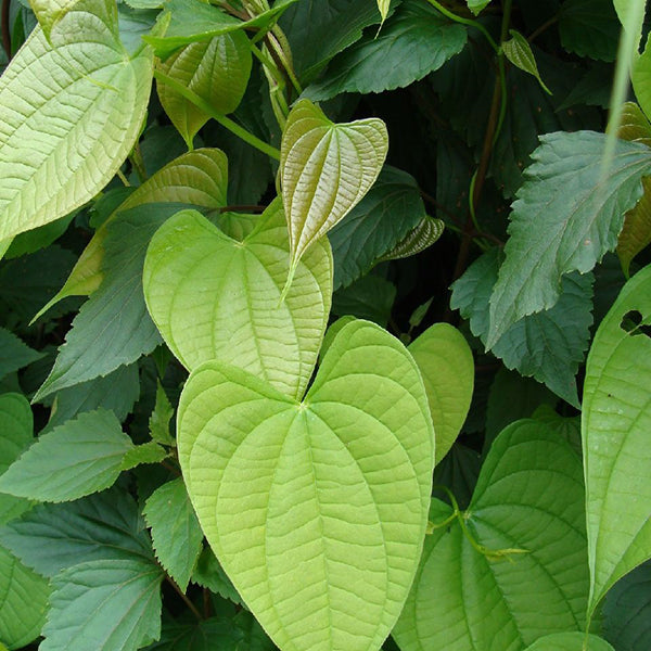 黃獨 Dioscorea bulbifera