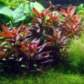 细花丁香蓼 Ludwigia perennis