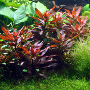 细花丁香蓼 Ludwigia perennis