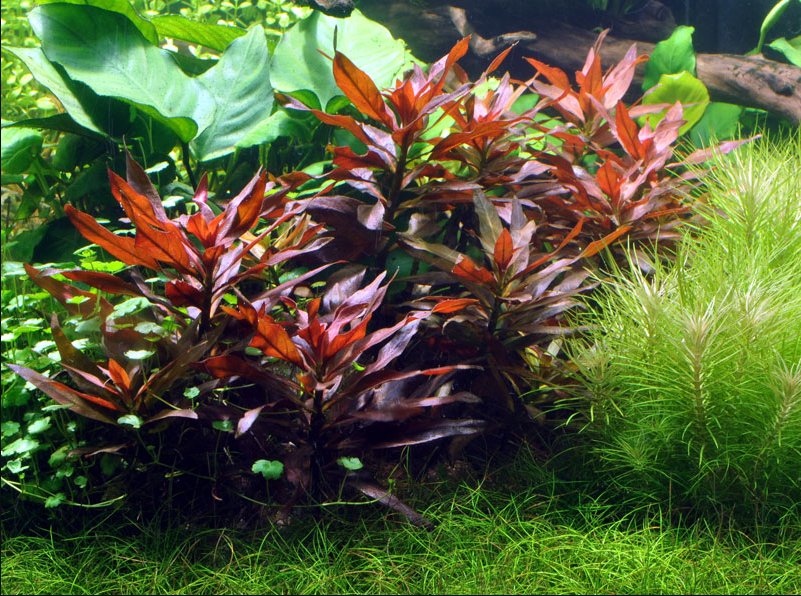 细花丁香蓼 Ludwigia perennis
