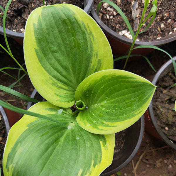 玉簪花 Hosta 'Margaret eyre'：圖片 3