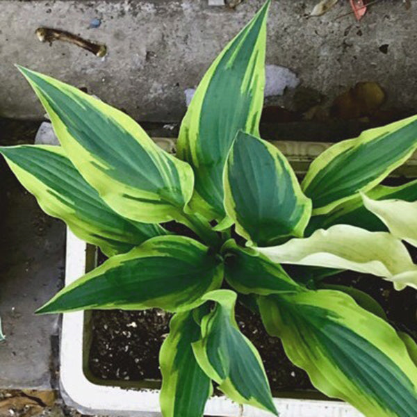 玉簪花 Lakeside Dragonfly Hosta：圖片 3