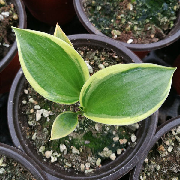 玉簪花 Freedom Hosta:圖片 2