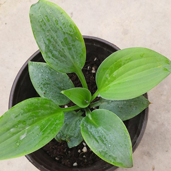 玉簪花 Fragrant Blue Hosta：圖片 3