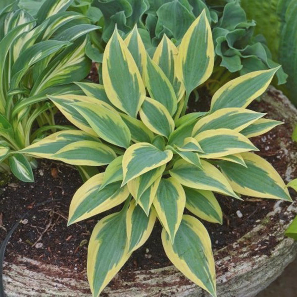 玉簪花 Virginia Reel Hosta:圖片 3