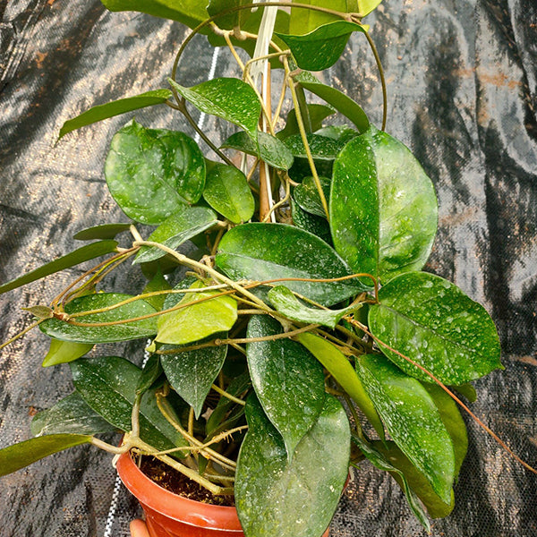 毬蘭 Hoya jianfenglingensis：圖片 3
