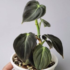 黑金蔓綠絨 Black Gold Philodendron (Philodendron Melanochrysum)