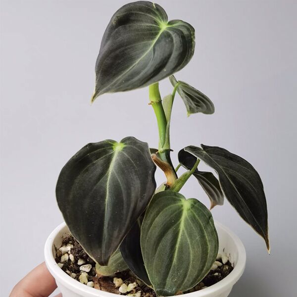 黑金蔓綠絨 Black Gold Philodendron (Philodendron Melanochrysum)