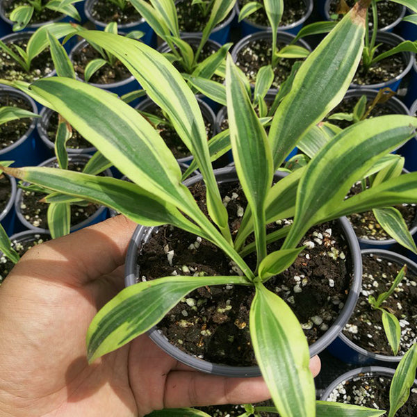 玉簪花 Lakeside Dragonfly Hosta：圖片 4