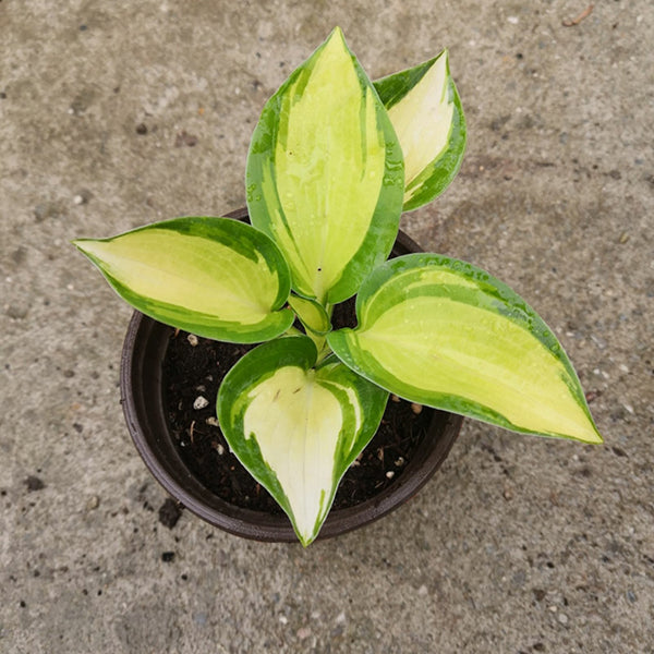 玉簪花 Hosta 'Great expectations':圖片 4