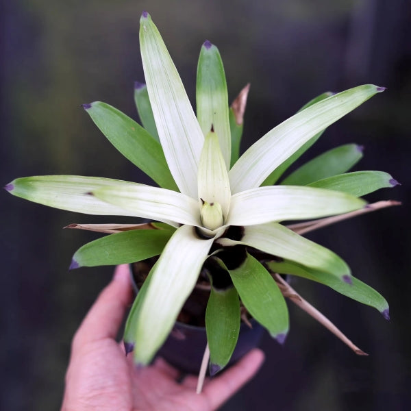積水鳳梨-白雲 VRIESEA 'White Cloud' (Bromeliad Neoregelia):圖片 3