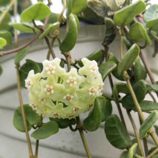 騰沖球蘭/毬蘭 Hoya tengchongensis:圖片 2