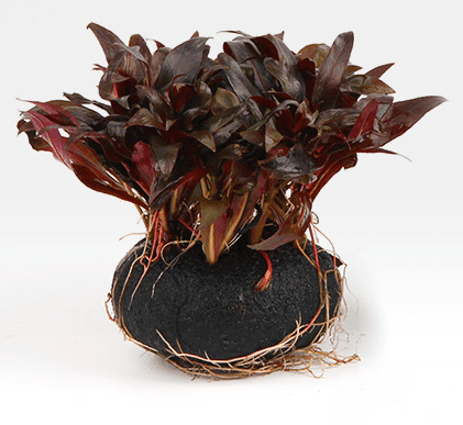 細花丁香蓼 Ludwigia perennis：圖片 2
