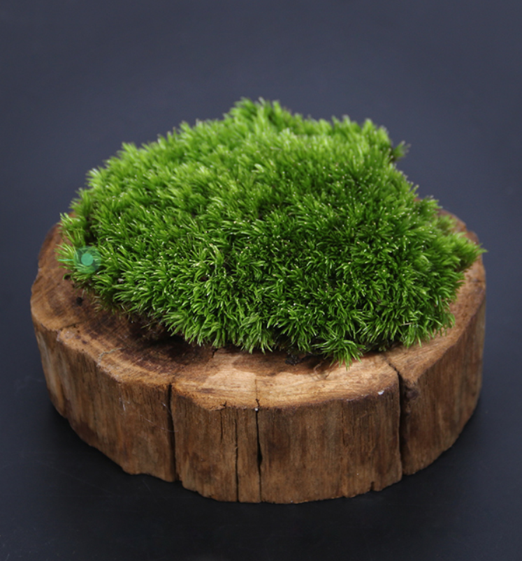白髮蘚 Cushion Moss (Leucobryum glaucum)