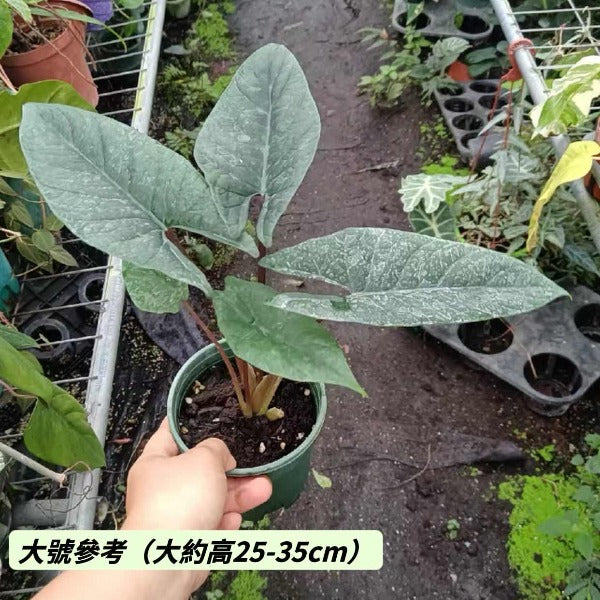 板盾海芋 Alocasia scalprum：圖片 4