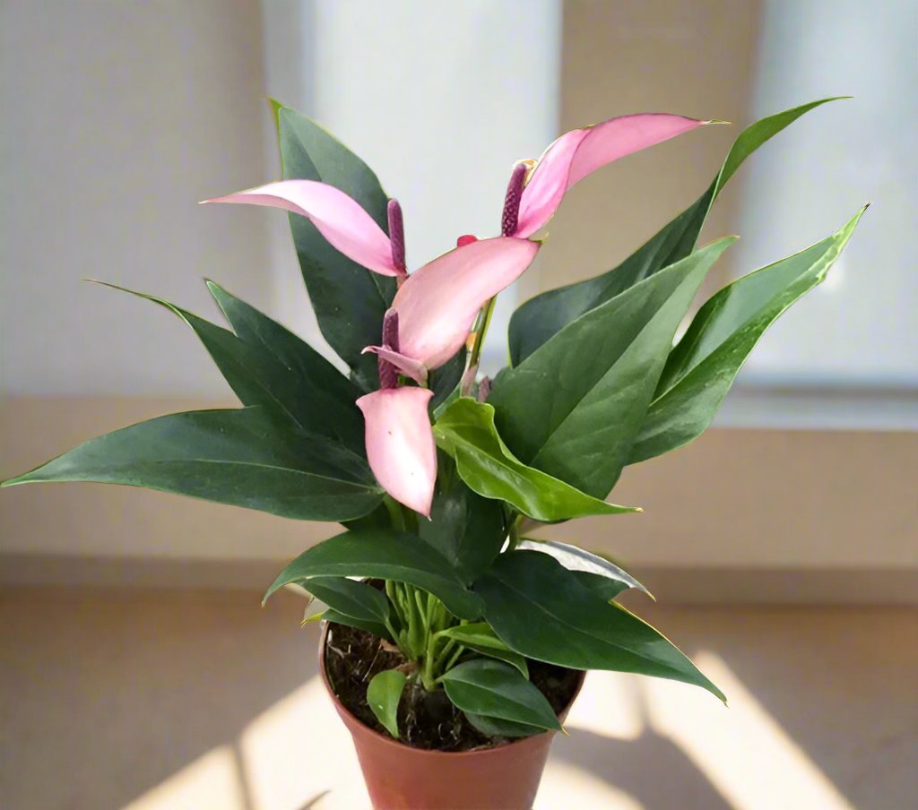 紫香妃/齊祖紫掌 Anthurium 'Purple'