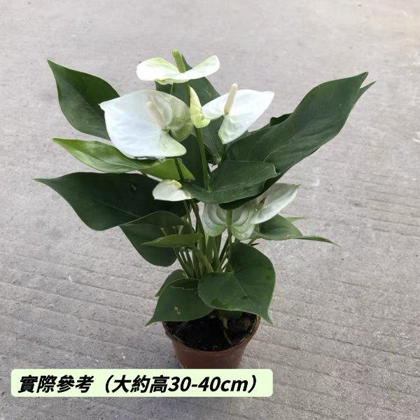 艾克莉普斯白掌 Anthurium andraeanum 'Eclipse'：圖片 2