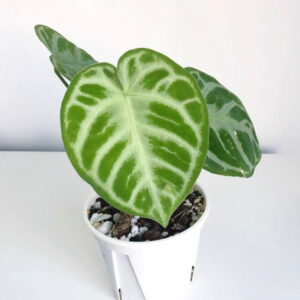 銅鑼燒水晶花燭 Anthuirum crystallinum 'Dorayaki'