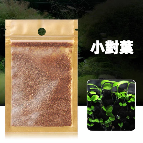 小對葉種子 Bacopa monnieri seeds：圖片 2