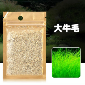 大牛毛草種子 Eleocharis geniculata seeds