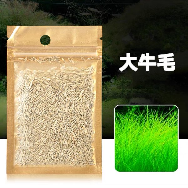 大牛毛草種子 Eleocharis geniculata seeds